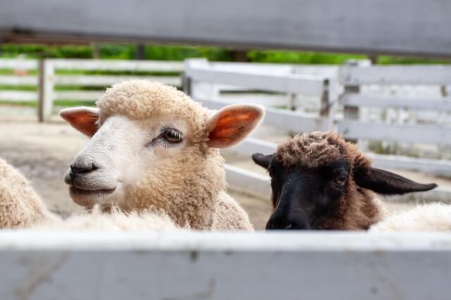 恵庭,ローカル,情報,ブログ