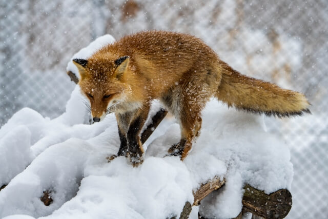 恵庭,ローカル,情報,ブログ